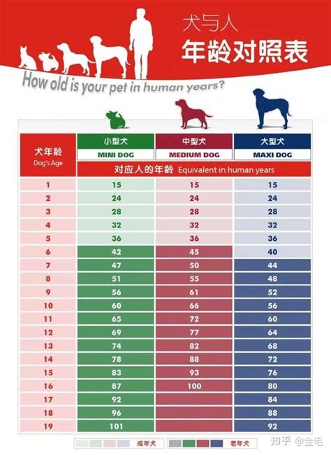 狗 15歲|大，中，小型犬年龄换算表